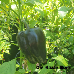 Ancho Grande Ancho Grande