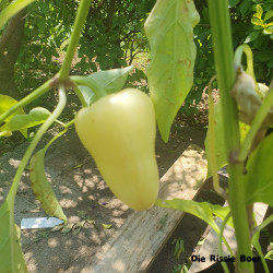 Bell Pepper White Bell Pepper White