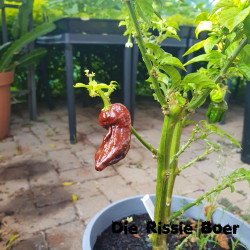 Bhutlah Chocolate Bhutlah Chocolate