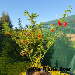 Biquinho Red Biquinho Red