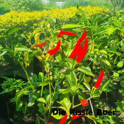 Bird's Eye Chili Bird's Eye Chili