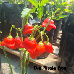 Bishop’s Crown Bishop’s Crown