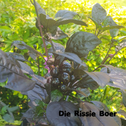 Black Pearl Chilli Black Pearl Chilli