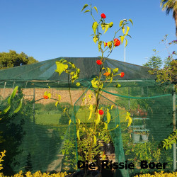 Brazilian Starfish Brazilian Starfish