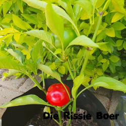 Cherry Bomb Cherry Bomb