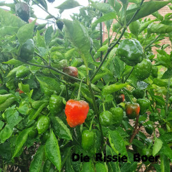 Heart Pimento Heart Pimento