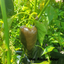 Mulato Isleno Mulato Isleno