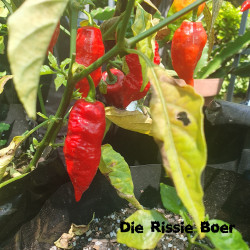 Naga Viper Naga Viper