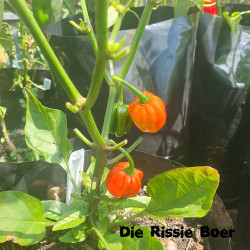 Sakay Lany Lalli Sakay Lany Lalli